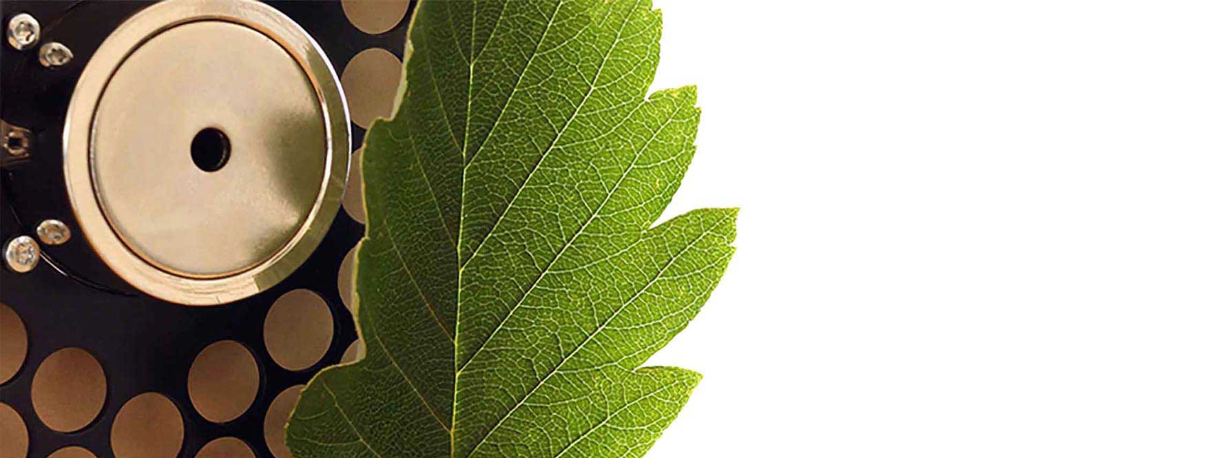 Leaf